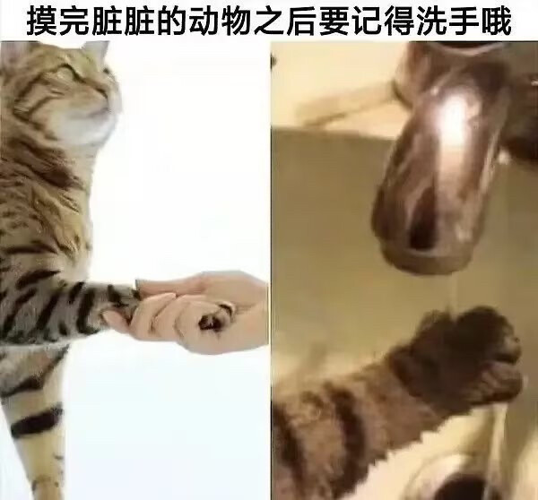 猫咪梗图