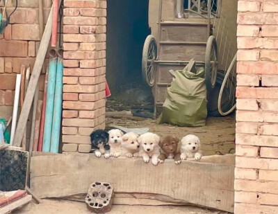 可爱