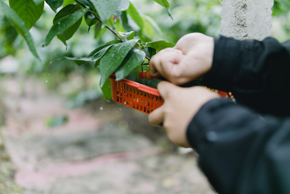 樱桃熟了
摄影：洪小漩
出镜：菲比和锦辉
四月底，是老同学锦辉家樱桃成熟的季节。
他给我电话：小漩，快来，我爸种的樱桃好吃了。
我带着菲比乐颠颠地去。虽然下着雨，却不耽误我狂按快门。
看着我长大的叔叔阿姨，一边忙着手上的活，一边和我聊家常。还是那熟悉的感觉。
叔叔递给菲比一罐纯牛奶，菲比甜甜地说，谢谢外公。