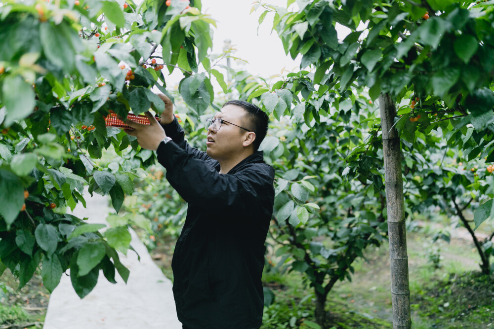 樱桃熟了
摄影：洪小漩
出镜：菲比和锦辉
四月底，是老同学锦辉家樱桃成熟的季节。
他给我电话：小漩，快来，我爸种的樱桃好吃了。
我带着菲比乐颠颠地去。虽然下着雨，却不耽误我狂按快门。
看着我长大的叔叔阿姨，一边忙着手上的活，一边和我聊家常。还是那熟悉的感觉。
叔叔递给菲比一罐纯牛奶，菲比甜甜地说，谢谢外公。