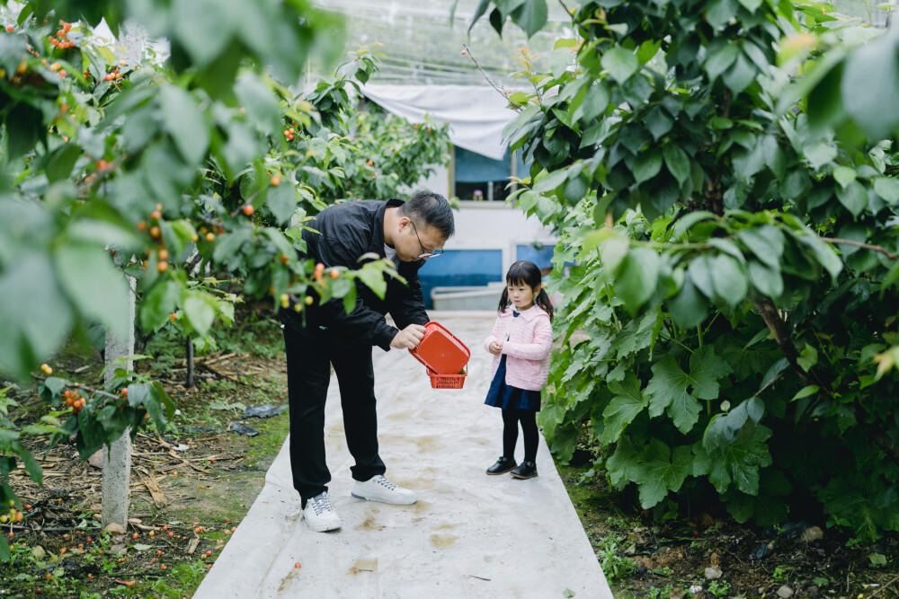 樱桃熟了
摄影：洪小漩
出镜：菲比和锦辉
四月底，是老同学锦辉家樱桃成熟的季节。
他给我电话：小漩，快来，我爸种的樱桃好吃了。
我带着菲比乐颠颠地去。虽然下着雨，却不耽误我狂按快门。
看着我长大的叔叔阿姨，一边忙着手上的活，一边和我聊家常。还是那熟悉的感觉。
叔叔递给菲比一罐纯牛奶，菲比甜甜地说，谢谢外公。