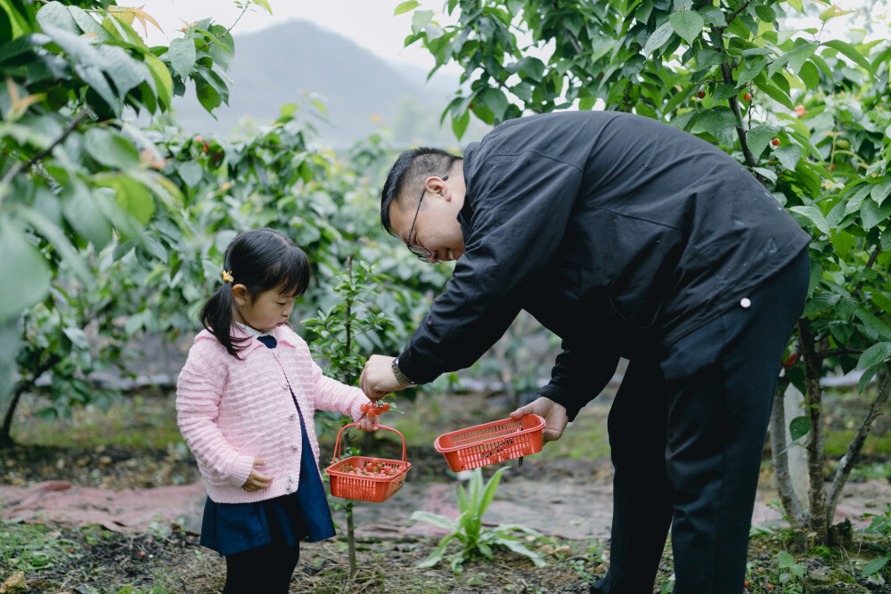 樱桃熟了
摄影：洪小漩
出镜：菲比和锦辉
四月底，是老同学锦辉家樱桃成熟的季节。
他给我电话：小漩，快来，我爸种的樱桃好吃了。
我带着菲比乐颠颠地去。虽然下着雨，却不耽误我狂按快门。
看着我长大的叔叔阿姨，一边忙着手上的活，一边和我聊家常。还是那熟悉的感觉。
叔叔递给菲比一罐纯牛奶，菲比甜甜地说，谢谢外公。