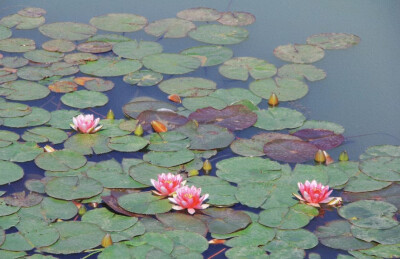 壁纸…花草…燕雀湖的睡莲像一幅天然的水墨画