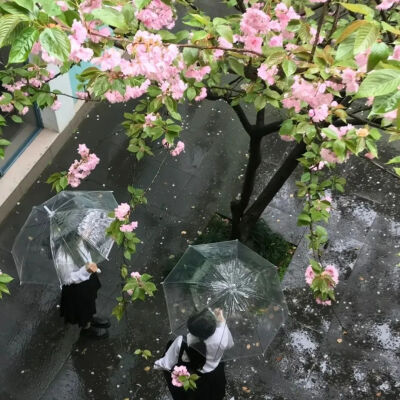 花花背景圖