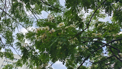 吉安赏花：白色合欢花开满树