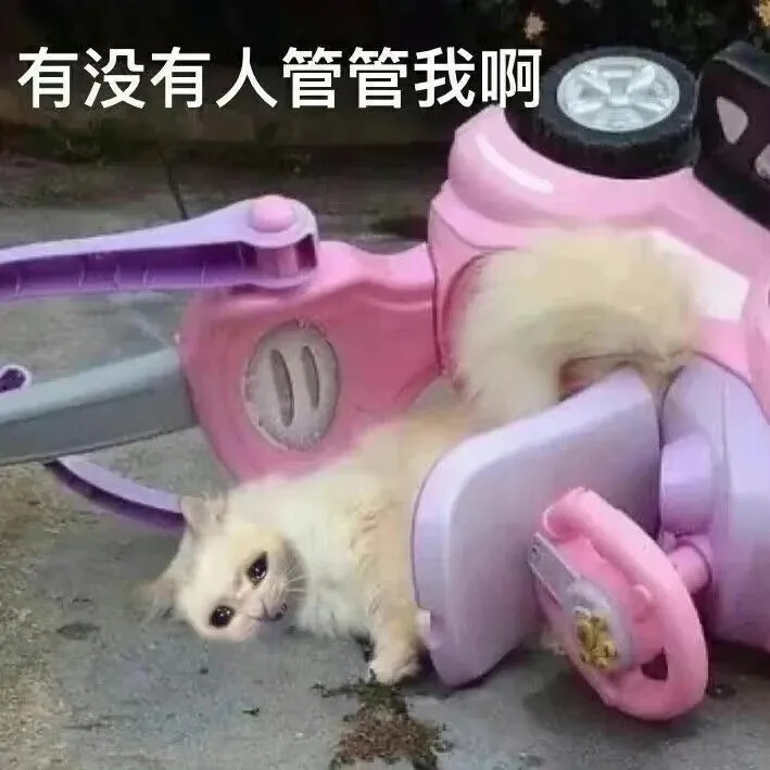 猫猫狗狗表情包