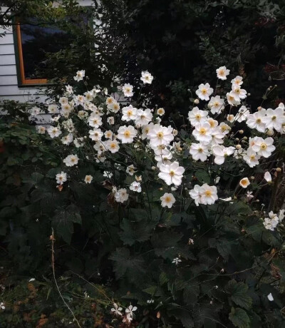 【我爱的背景】