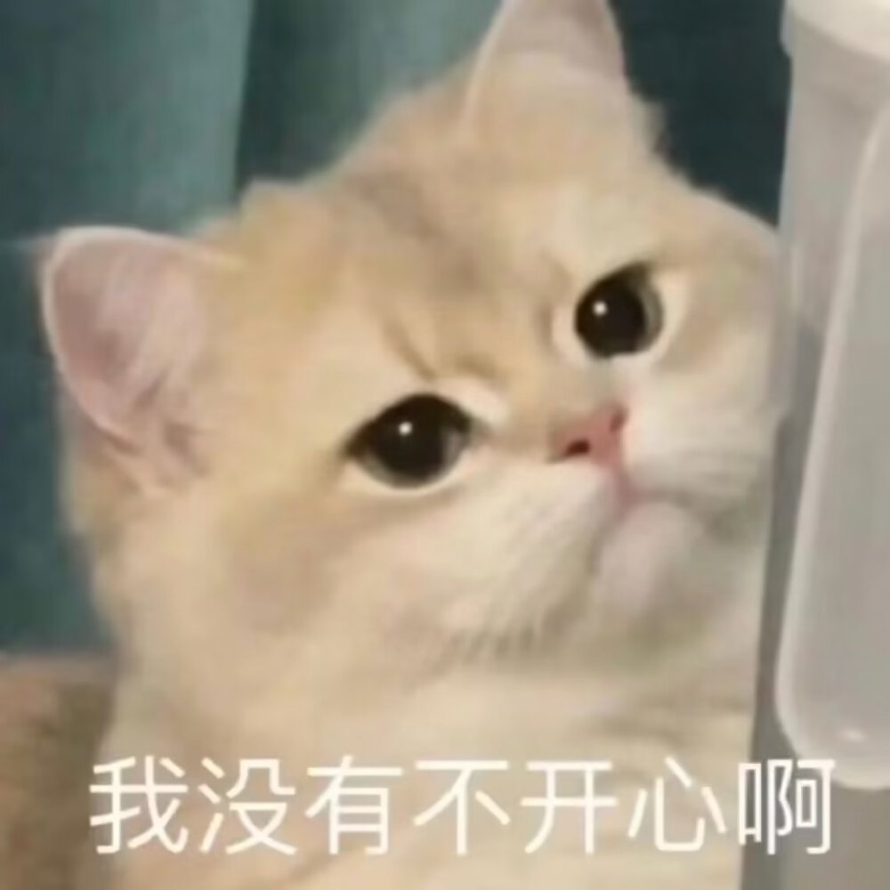 小猫咪表情包