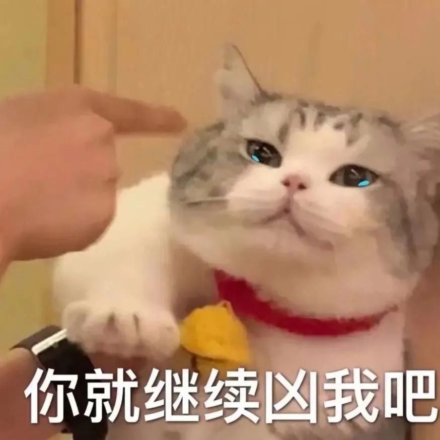 猫猫狗狗表情包