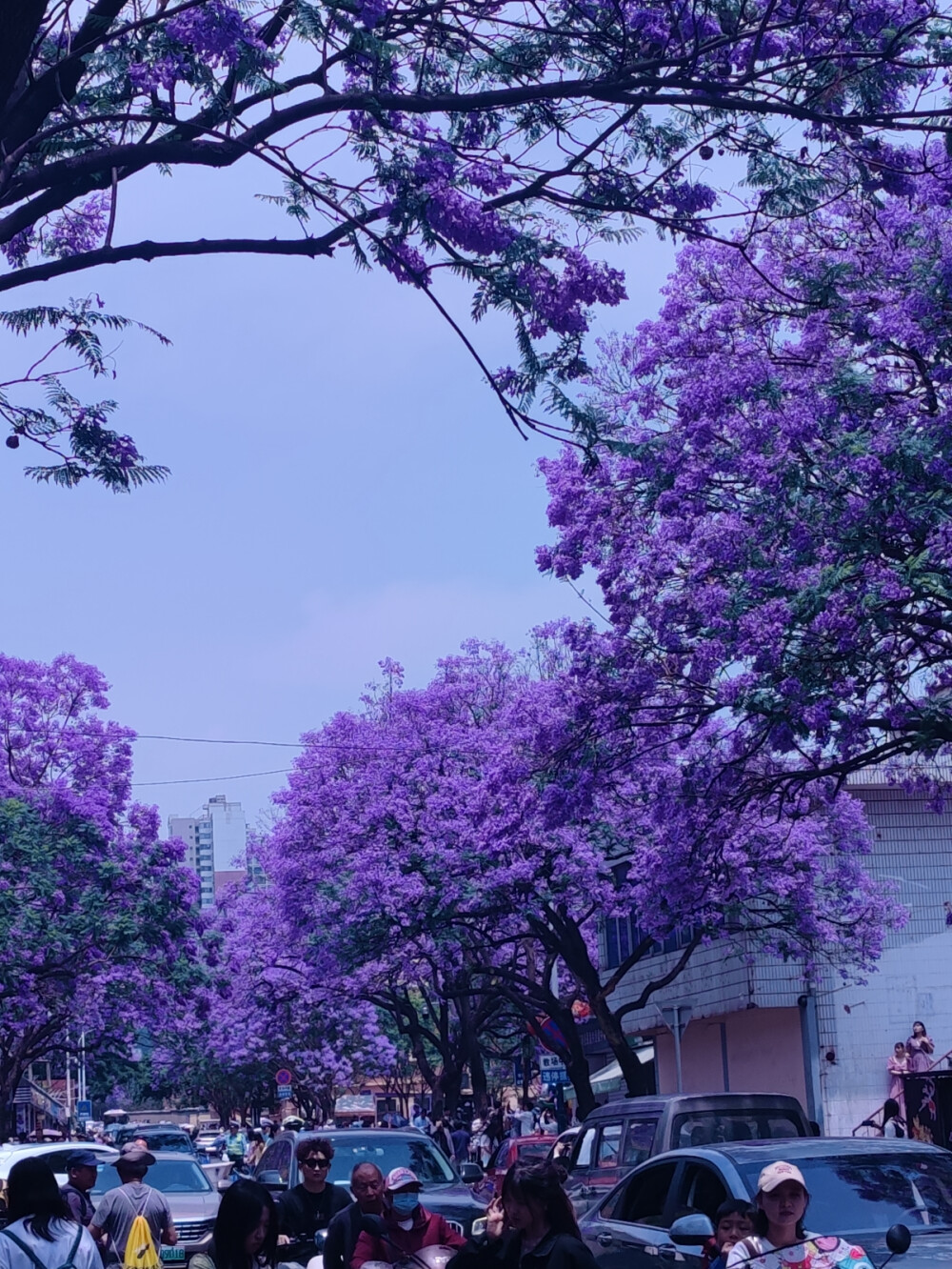 花期有时
浪漫无价