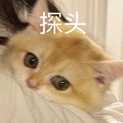 小猫咪表情包