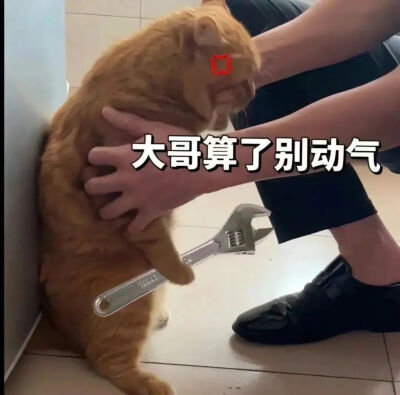 猫猫狗狗表情包