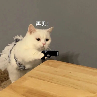 猫猫狗狗表情包