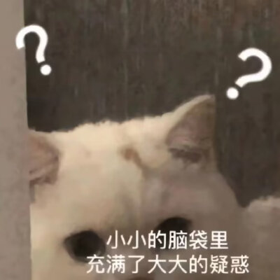 小猫咪表情包