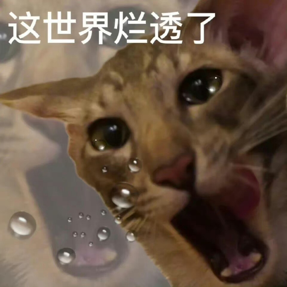 表情包猫狗