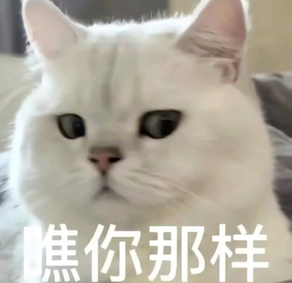 猫咪表情