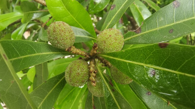 吉安随拍：雨润杨梅果