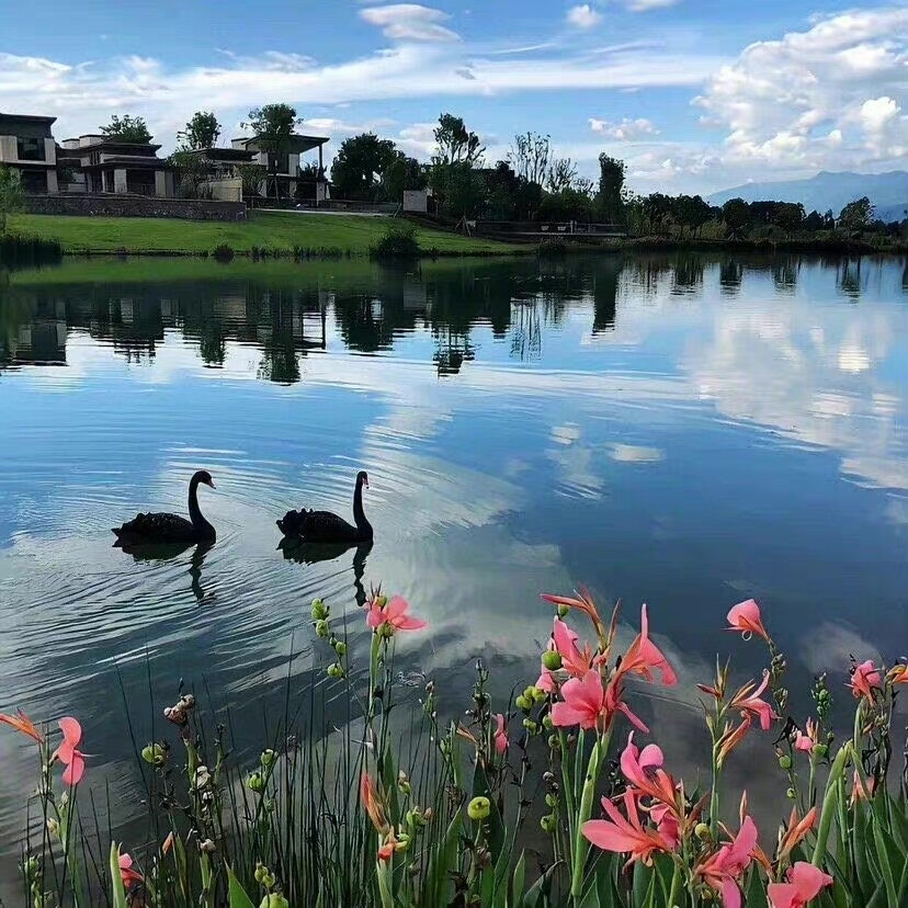 招桃花背景图