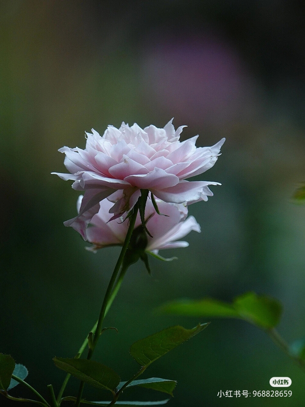 花草