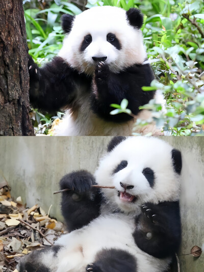 花花 和花 大熊猫 图片来源于微博@沐瑾轩