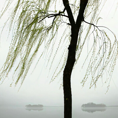 背景｜文案
平生最爱鱼无舌，游遍江湖少是非。