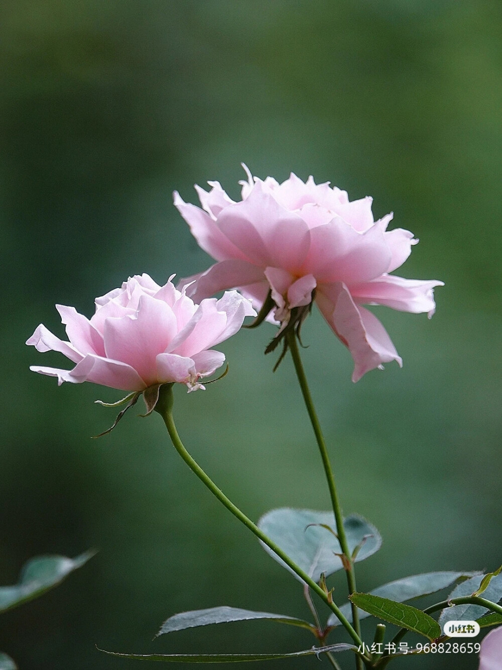 花草