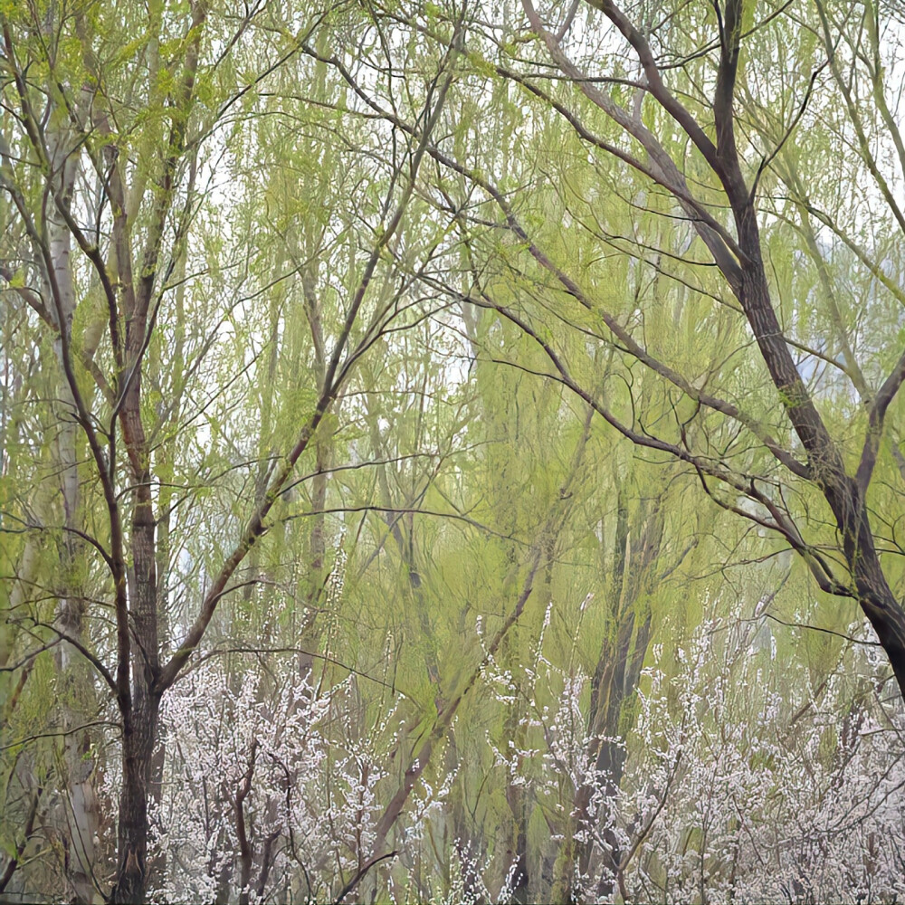 背景｜文案
祝你前程似锦 在冬深 在初春 在夏至 在秋末。