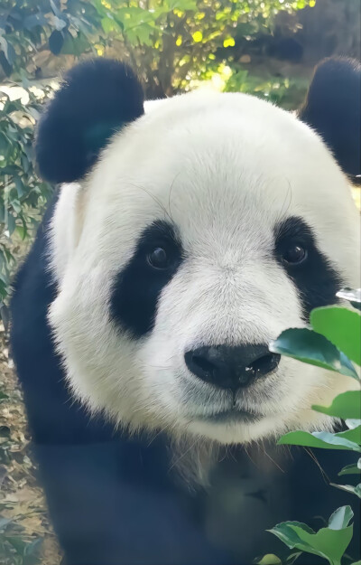 飞云 大熊猫 图片来源于微博@考古娱乐圈