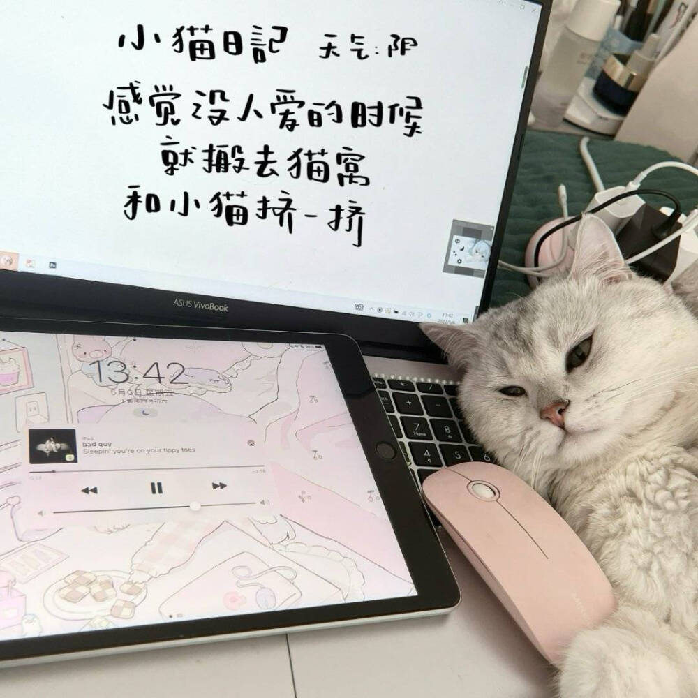 小猫举牌