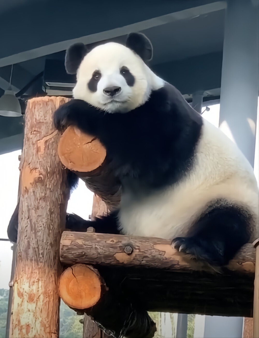 飞云 大熊猫 图片来源于微博@考古娱乐圈