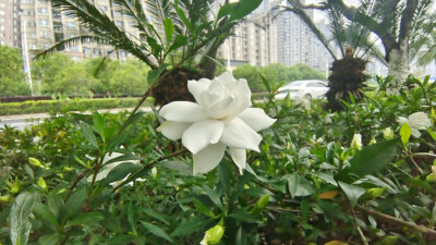 吉安赏花：栀子花开初夏