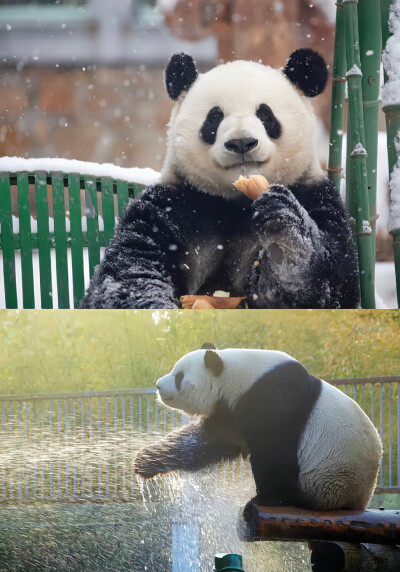 萌兰 大熊猫 图片来源于微博@每天都要闪闪发光