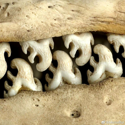 食蟹海豹的牙齿