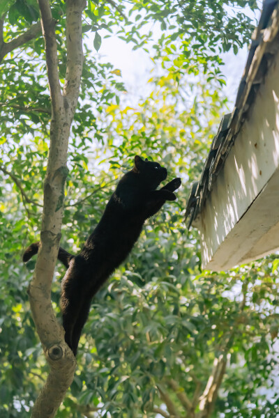 猫壁纸
原创：喵呜不停