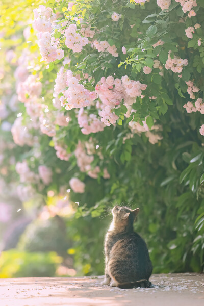 猫壁纸
原创：喵呜不停