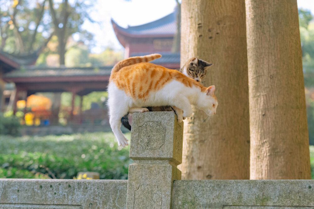 猫壁纸
原创：喵呜不停