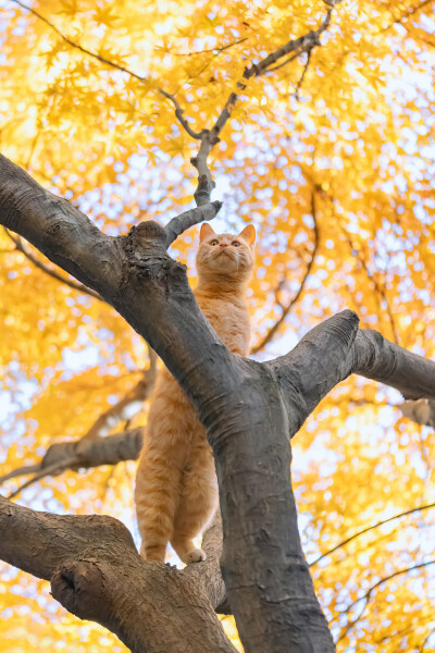 猫壁纸
原创：喵呜不停