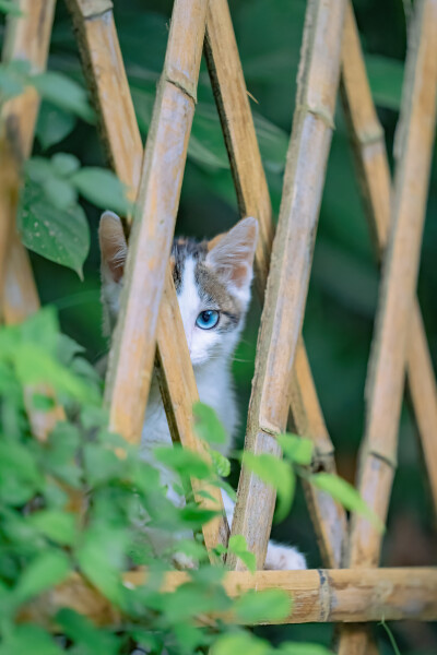 猫壁纸
原创：喵呜不停