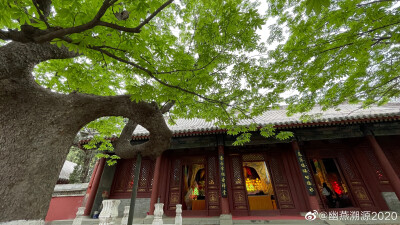 八大处 香界寺 七叶树