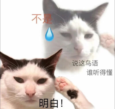 沙雕表情包