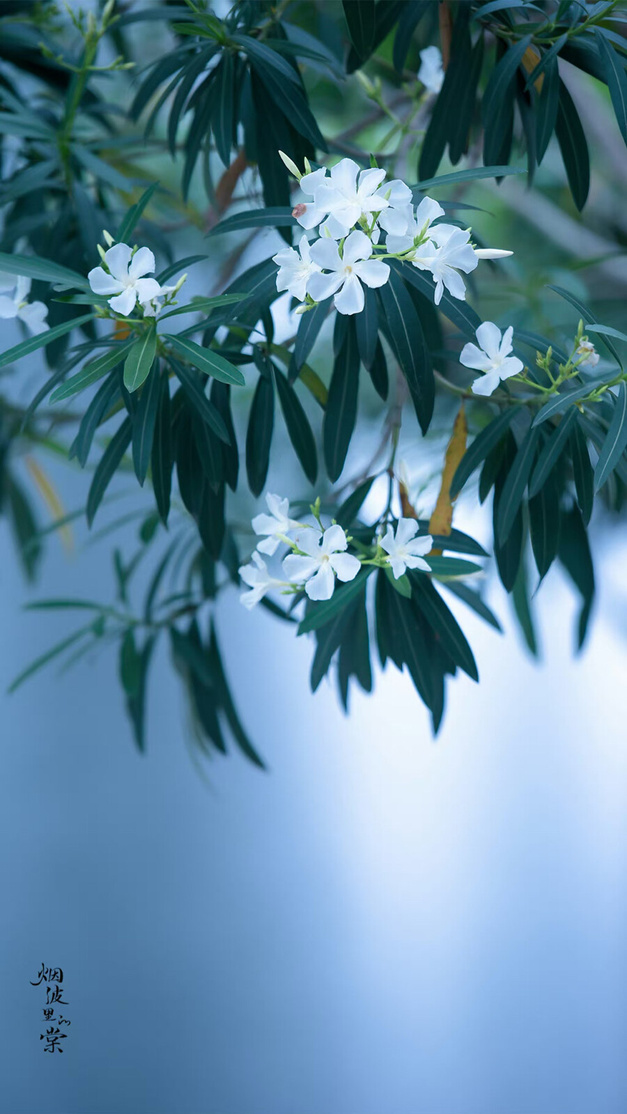 整个夏天
徘徊在你的窗前
等你在微风中出现
摄影师/烟波里的棠
:夹竹桃