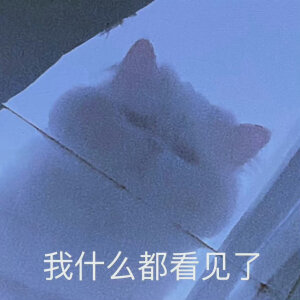 猫咪表情包
