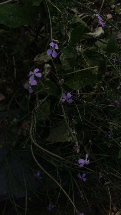 鲜花永远是氛围的调节剂