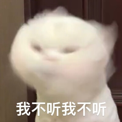 猫咪表情包
