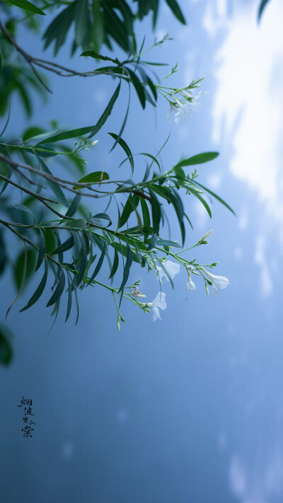 整个夏天
徘徊在你的窗前
等你在微风中出现
摄影师/烟波里的棠
:夹竹桃