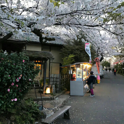 樱花季 背景图