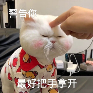 猫咪表情包
