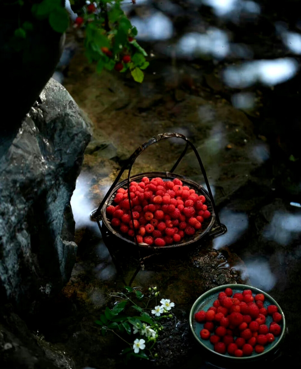 煮泉煎茶，杨梅佳话