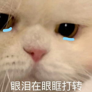 猫咪表情包
