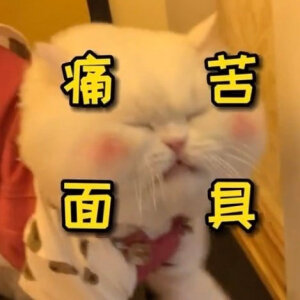 猫咪表情包
